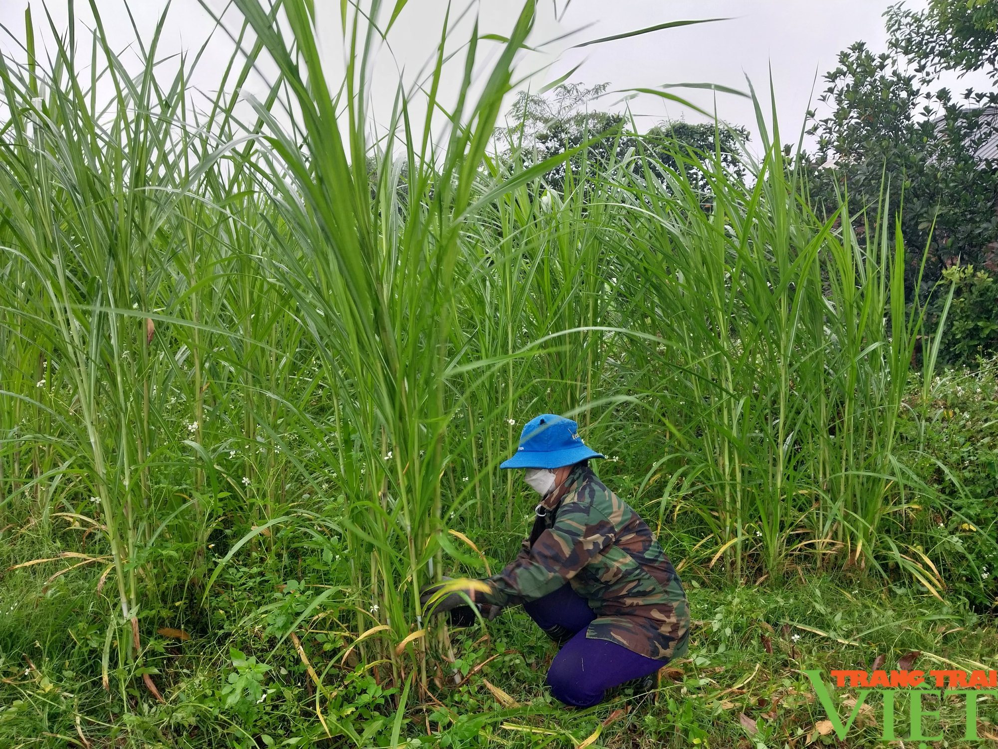 Nông dân Cao Phong (Hòa Bình) thi đua sản xuất kinh doanh giỏi - Ảnh 5.