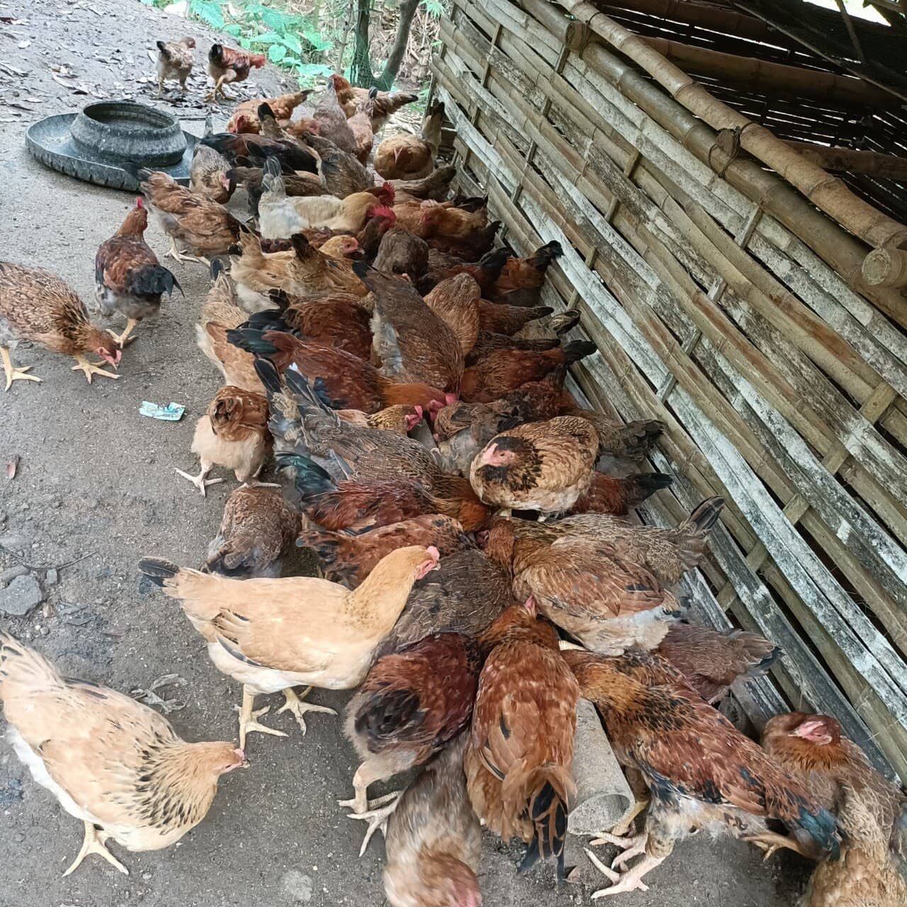 Sản phẩm OCOP đầu tiên của huyện nghèo nhất Thanh Hoá đạt 42 triệu đồng/vụ - Ảnh 1.