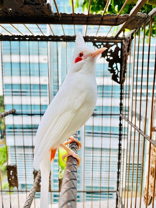 Chim cảnh nửa tỷ đồng không bán - Ảnh 3.