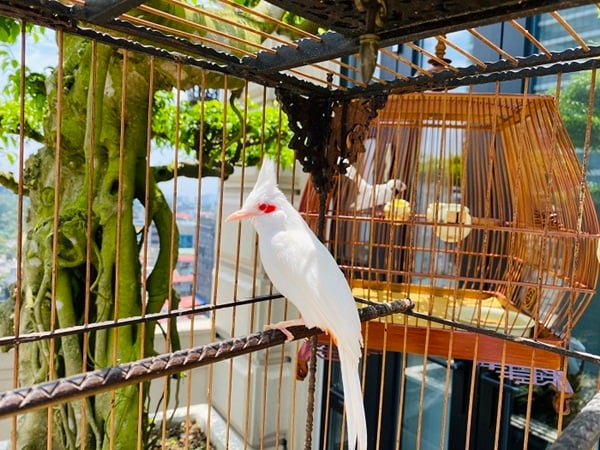 Chim cảnh nửa tỷ đồng không bán - Ảnh 4.