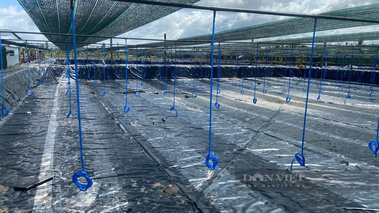 Agribank Chi nhánh huyện Cù Lao Dung tiếp sức về vốn, góp phần phát triển kinh tế địa phương - Ảnh 3. Agribank Chi nhánh huyện Cù Lao Dung tiếp sức về vốn, góp phần phát triển kinh tế địa phương - Ảnh 3.
