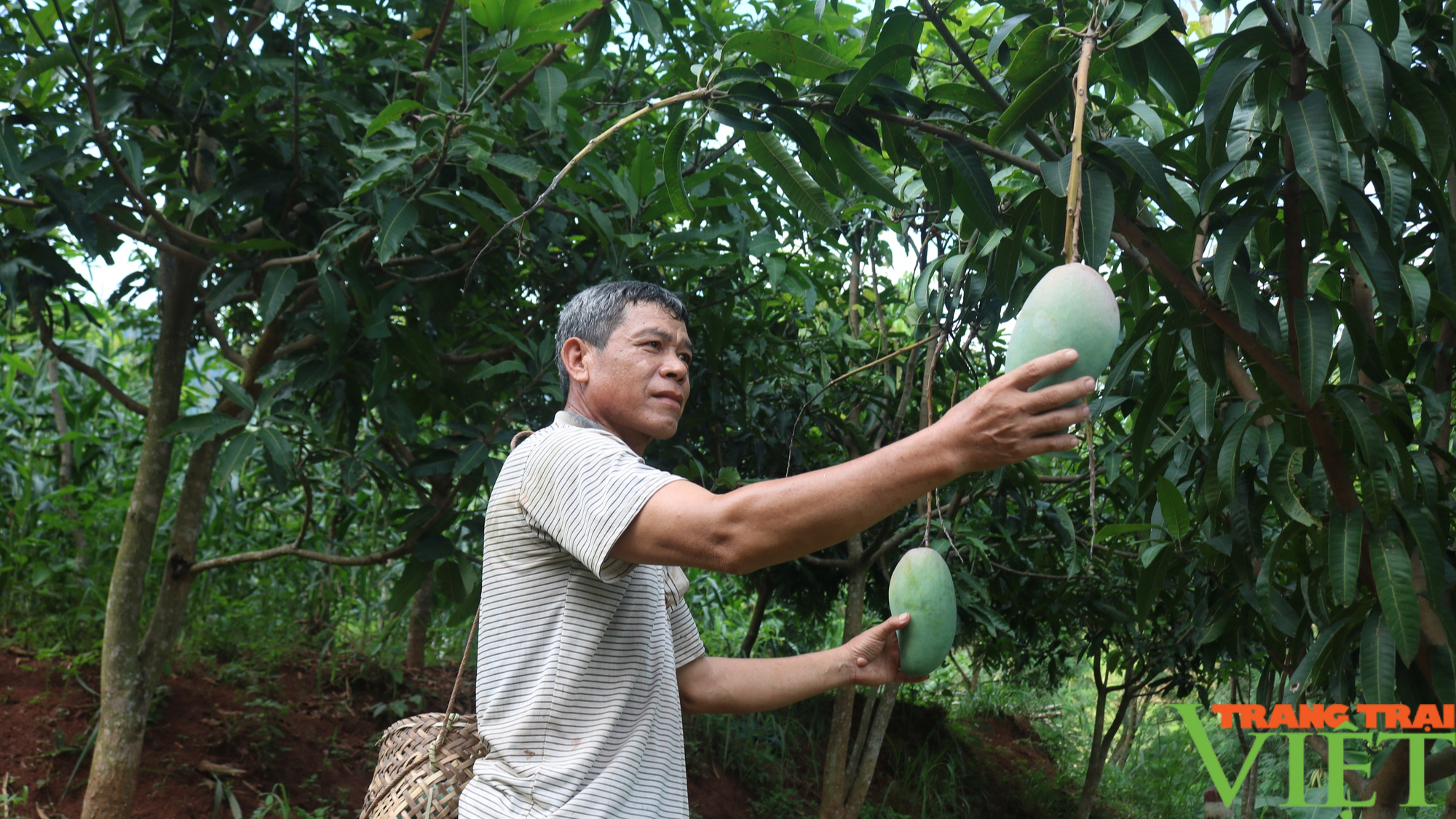 Nông dân Sơn La góp đồng lòng, góp sức xây dựng NTM - Ảnh 7. Nông dân Sơn La góp đồng lòng, góp sức xây dựng NTM - Ảnh 7.