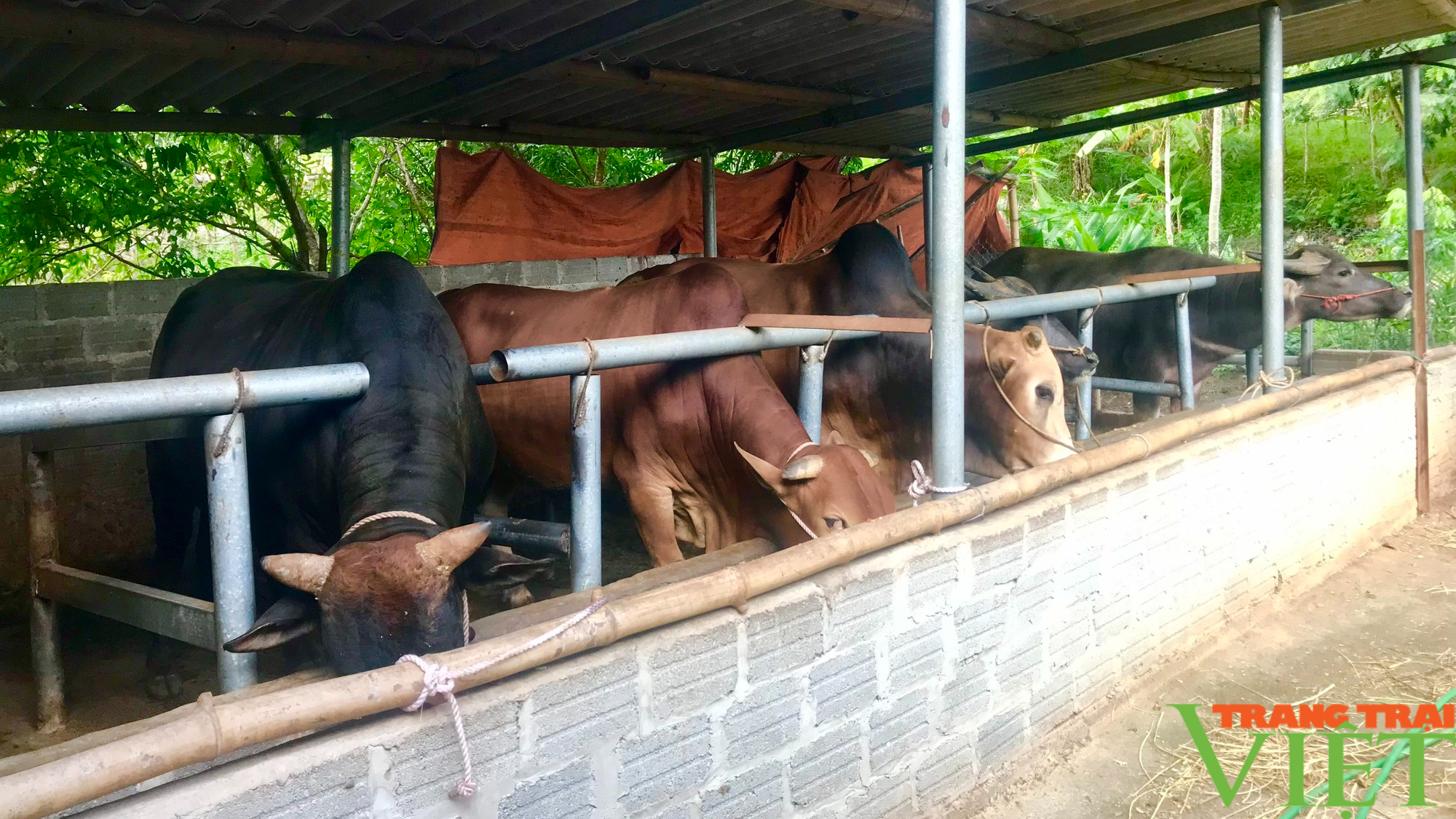 Nông dân Sơn La góp đồng lòng, góp sức xây dựng NTM - Ảnh 5. Nông dân Sơn La góp đồng lòng, góp sức xây dựng NTM - Ảnh 5.