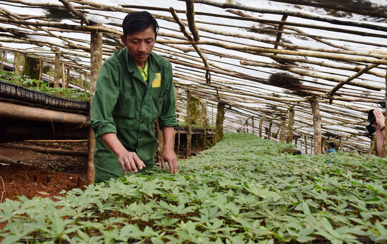 Việt Nam sẽ trồng 24.000ha một loài cây dược liệu quý như vàng ở những tỉnh nào? - Ảnh 1.