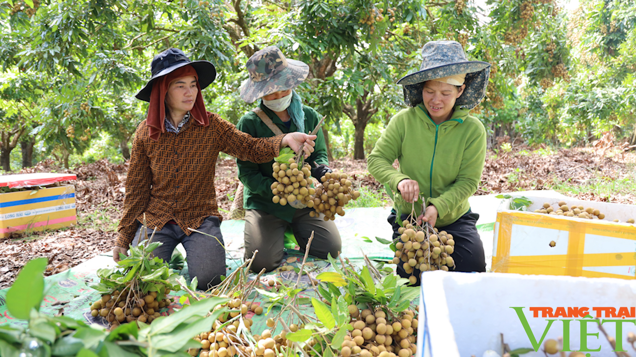 Nông dân Sơn La góp đồng lòng, góp sức xây dựng NTM - Ảnh 8. Nông dân Sơn La góp đồng lòng, góp sức xây dựng NTM - Ảnh 8.