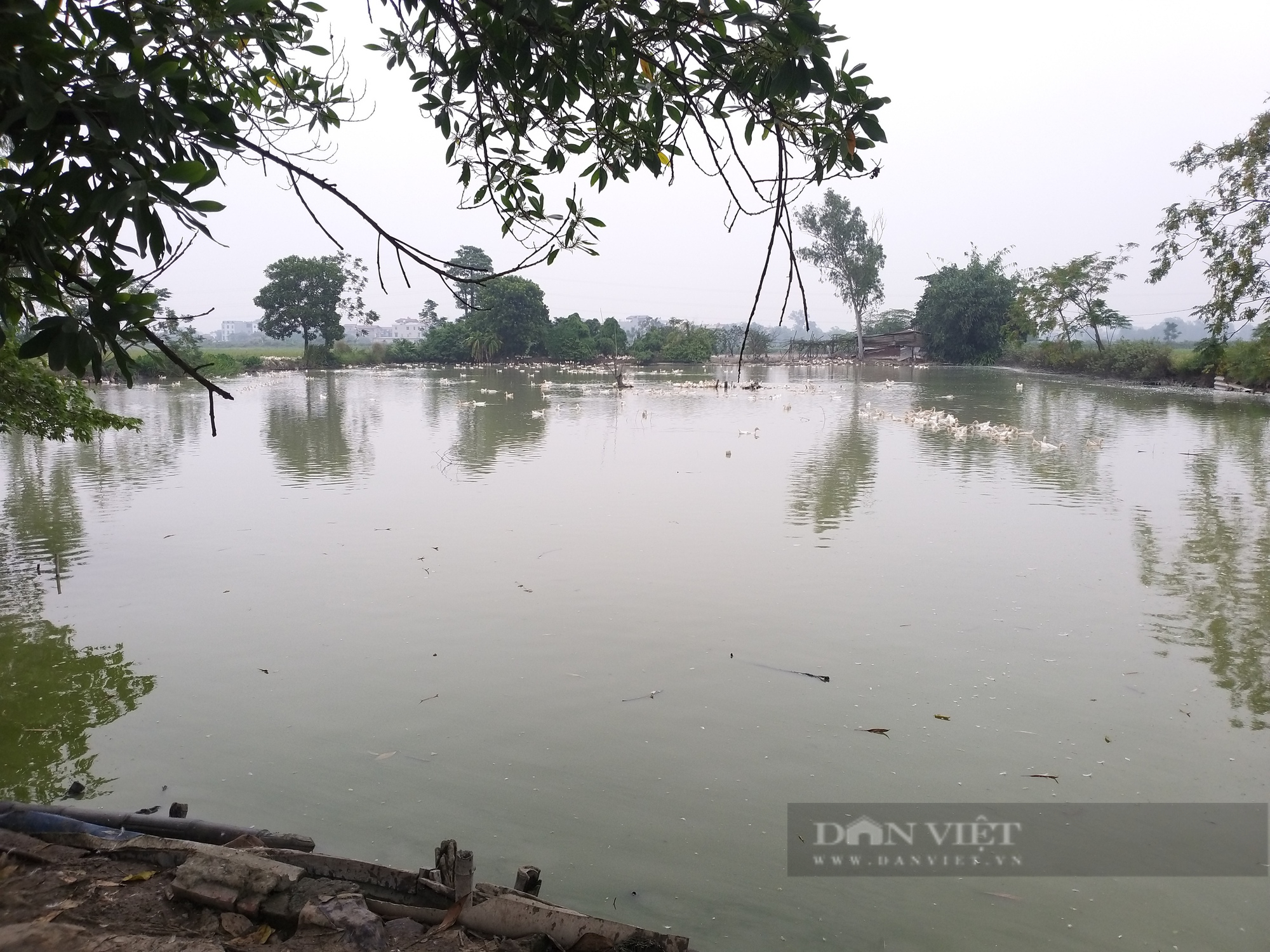Những giáo dân tiên phong sống tốt đời, đẹp đạo ở Thanh Oai: Triệu phú đa canh ở thôn Trên (Bài 1) - Ảnh 2.