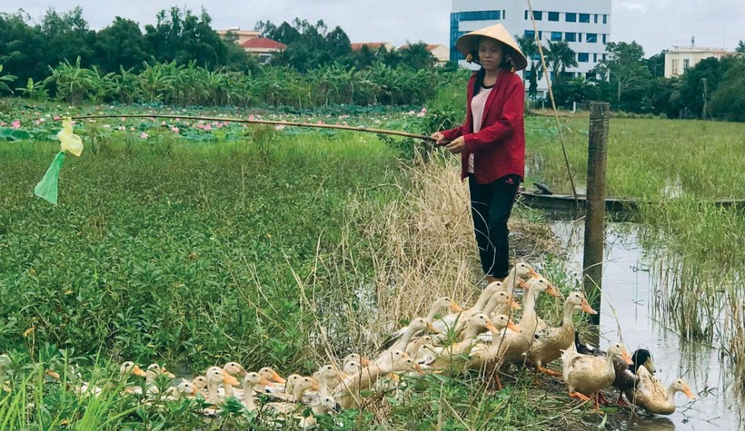 Cô học trò chăn vịt nuôi ước mơ vào đại học - Ảnh 1.