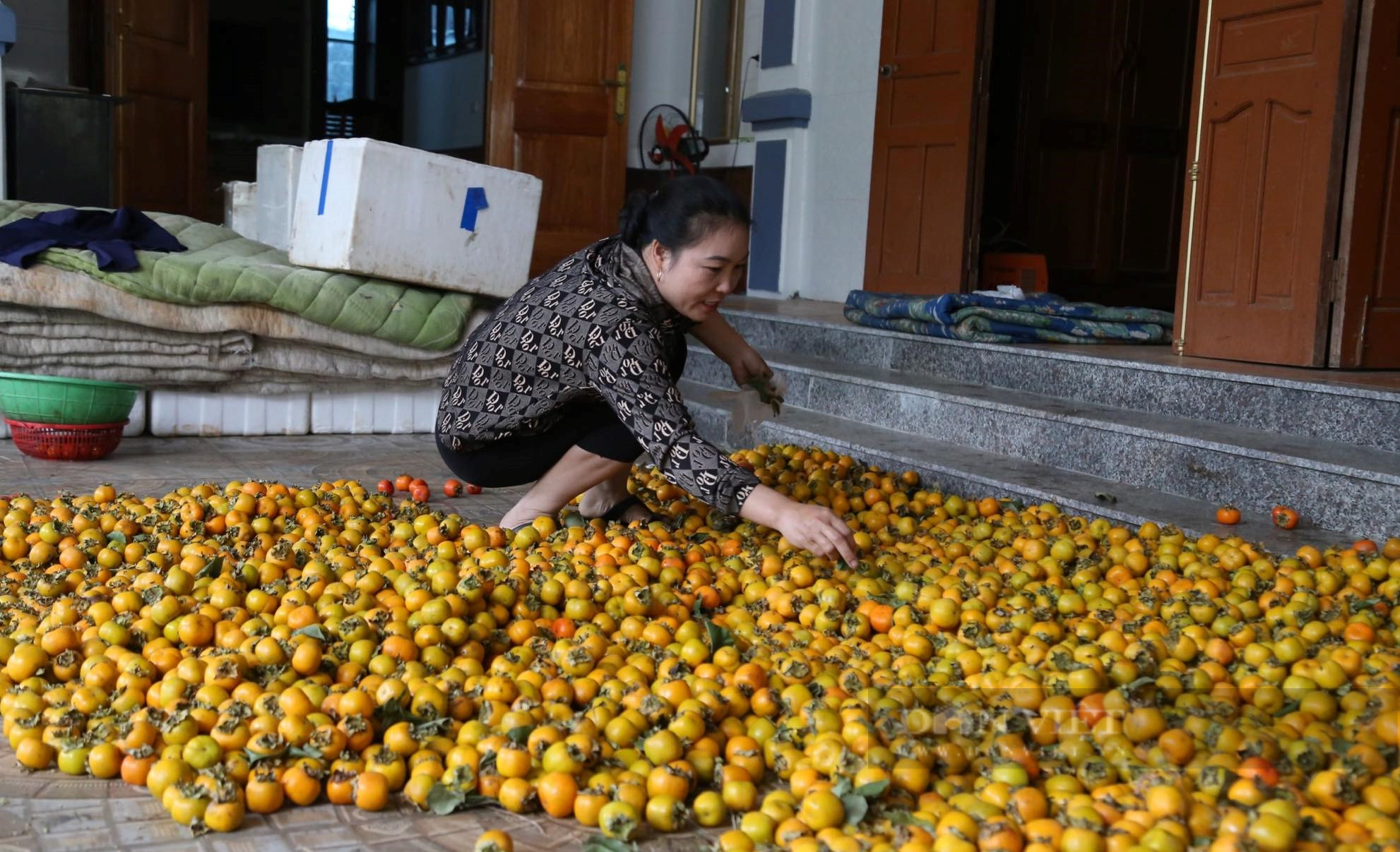 Vựa hồng lớn nhất xứ Nghệ vào vụ, giá cao nhưng vì sao nông dân vẫn không vui - Ảnh 4.