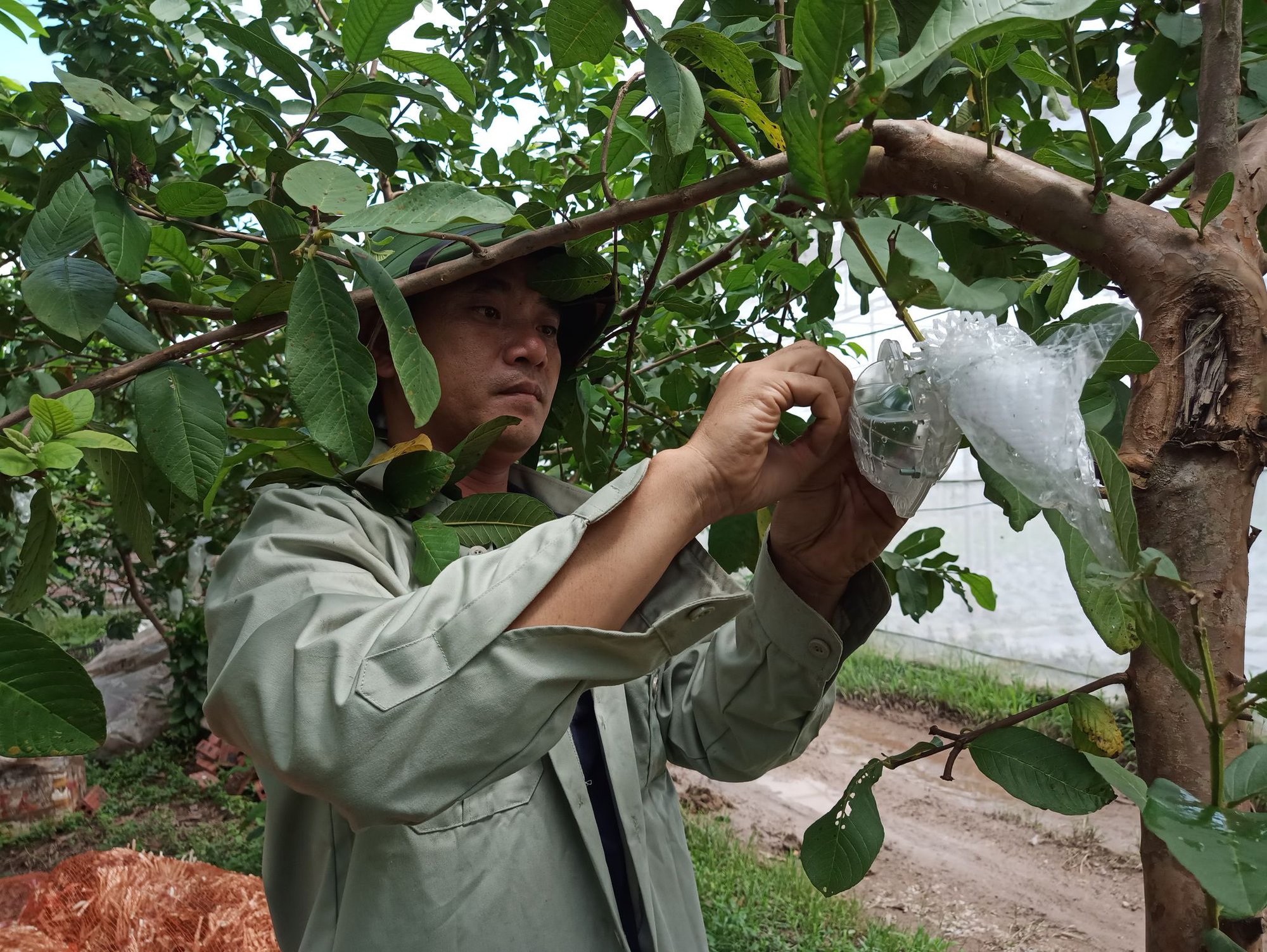 Về thăm trang trại 8X “mặc áo tài lộc” cho ổi, vừa được giá vừa đắt hàng - Ảnh 1.