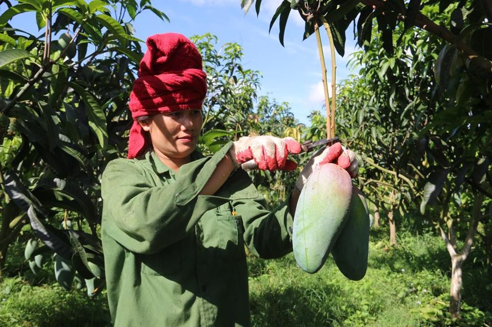 Xoài Việt ngày càng được ưa chuộng tại Hàn Quốc - Ảnh 1. Xoài Việt ngày càng được ưa chuộng tại Hàn Quốc - Ảnh 1.