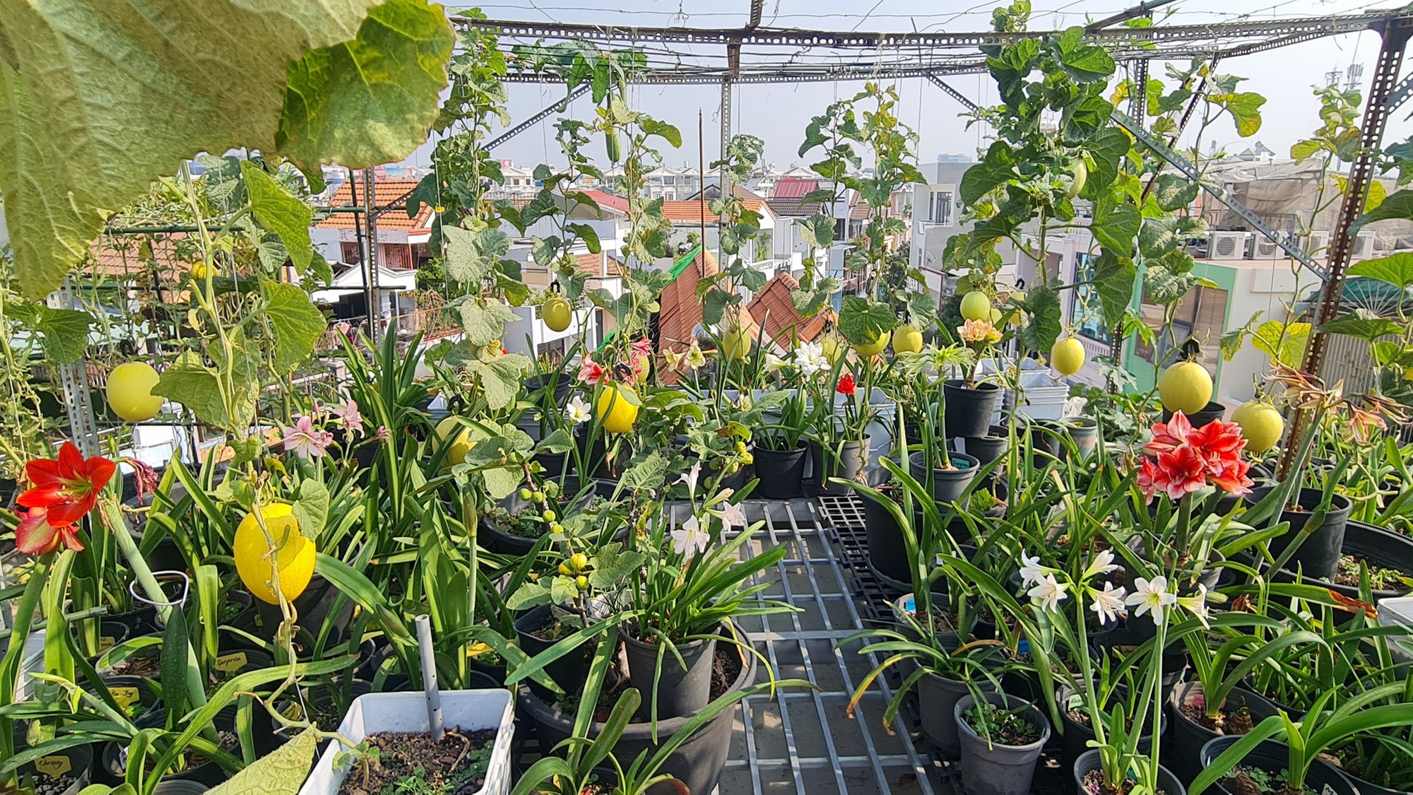 Choáng ngợp &quot; vườn quê &quot; giữa phố của mẹ đảm sống tại TP. Hồ Chí Minh - Ảnh 1.