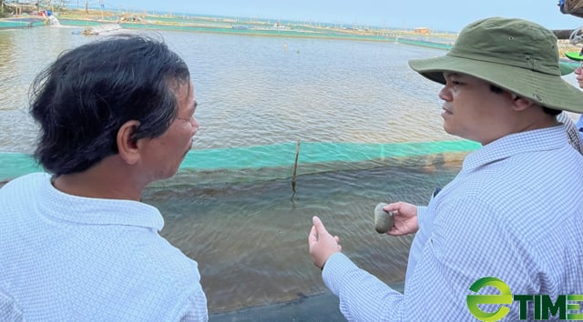 Quảng Ngãi: Cho Công ty đầu tư năng lượng thuê 30,9ha làm dự án nuôi tôm trên cát - Ảnh 3. Quảng Ngãi: Cho Công ty đầu tư năng lượng thuê 30,9ha làm dự án nuôi tôm trên cát - Ảnh 3.