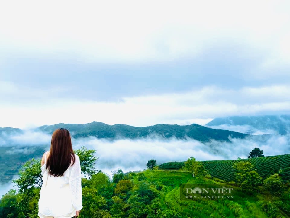 Khám phá Kolia Nguyên Bình, đồi chè đẹp mơ màng thu hút du khách trên đỉnh vùng cao - Ảnh 3.
