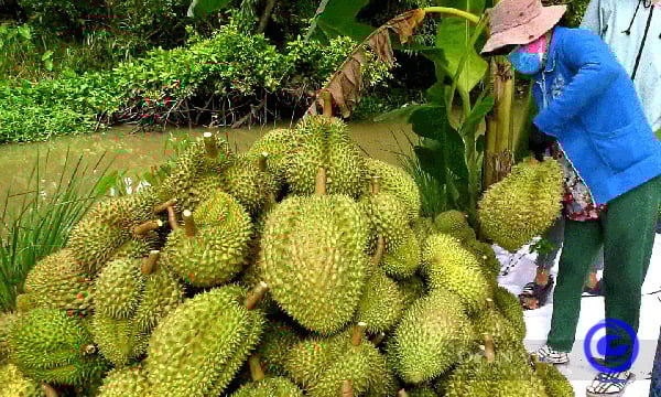 Sầu riêng Tiền Giang bất ngờ tăng mạnh khi thời điểm rộ vụ chỉ còn cách 2 tuần - Ảnh 1.