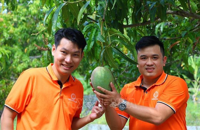 Xoài sấy muối ớt và giấc mơ đưa sản vật địa phương đi xa của nhóm bạn trẻ ở Cam Lâm - Ảnh 3. Xoài sấy muối ớt và giấc mơ đưa sản vật địa phương đi xa của nhóm bạn trẻ ở Cam Lâm - Ảnh 3.