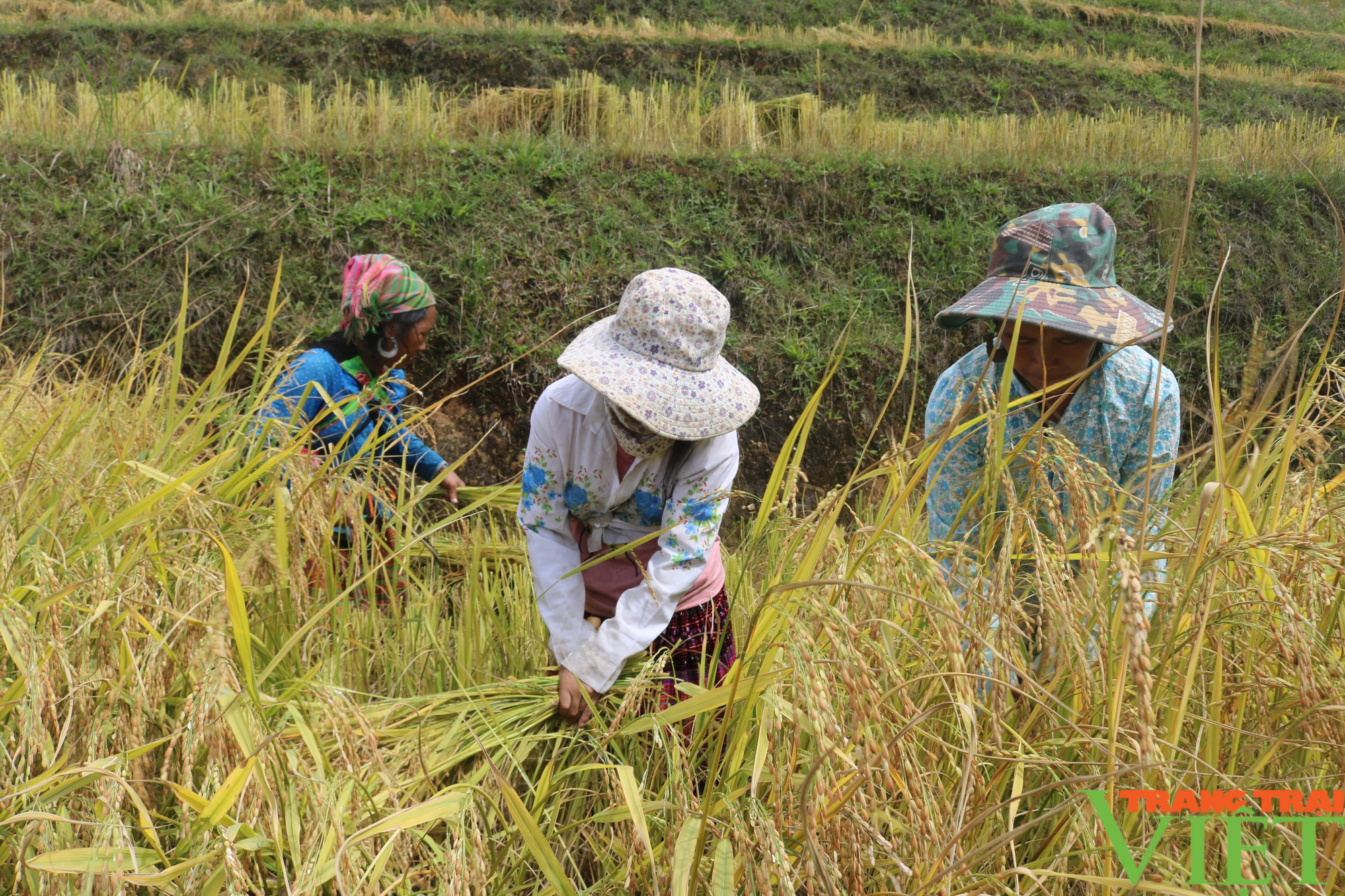 Mùa vàng bội thu ở vùng cao Sơn La - Ảnh 3.