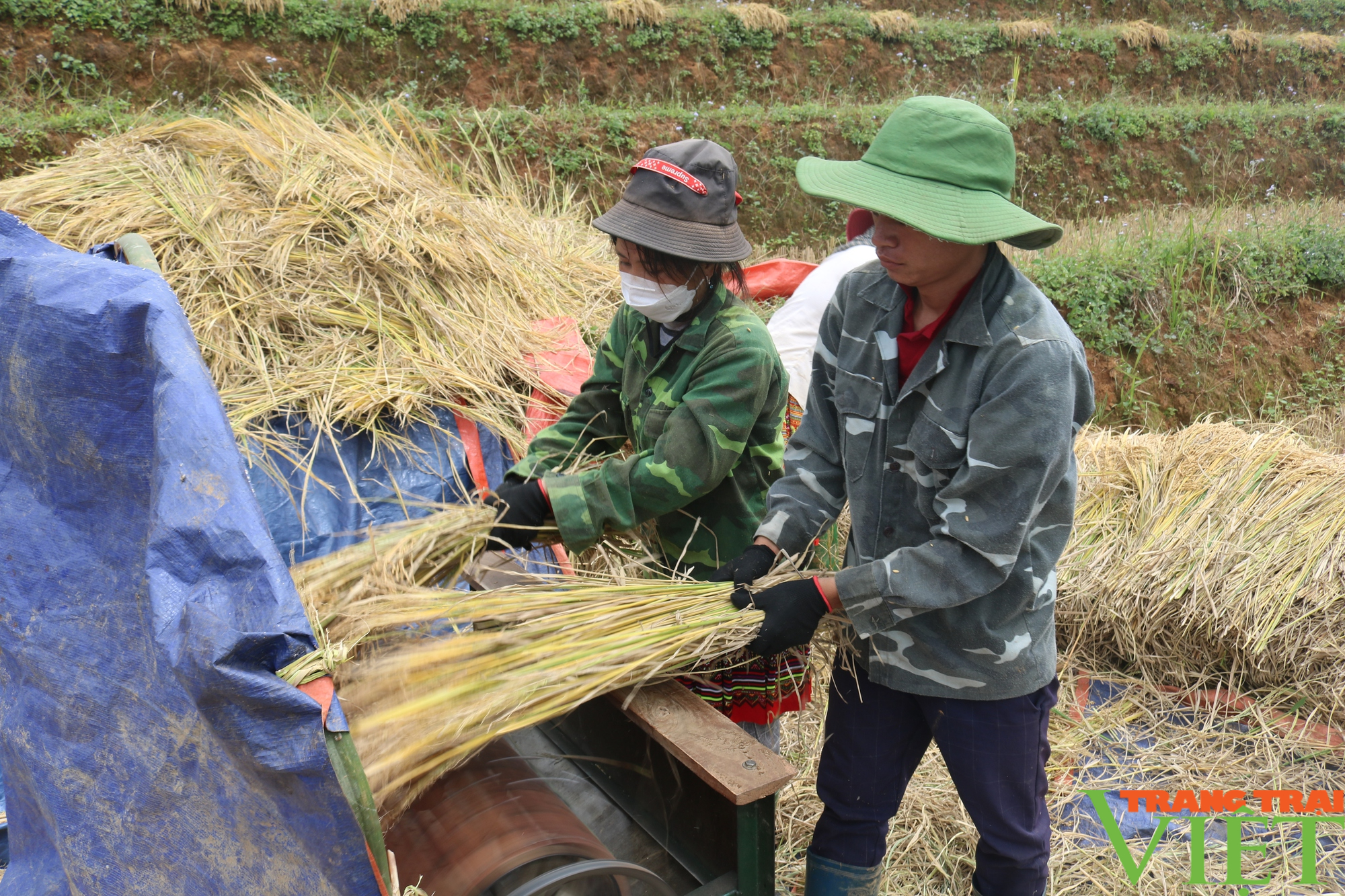 Mùa vàng bội thu ở vùng cao Sơn La - Ảnh 11.