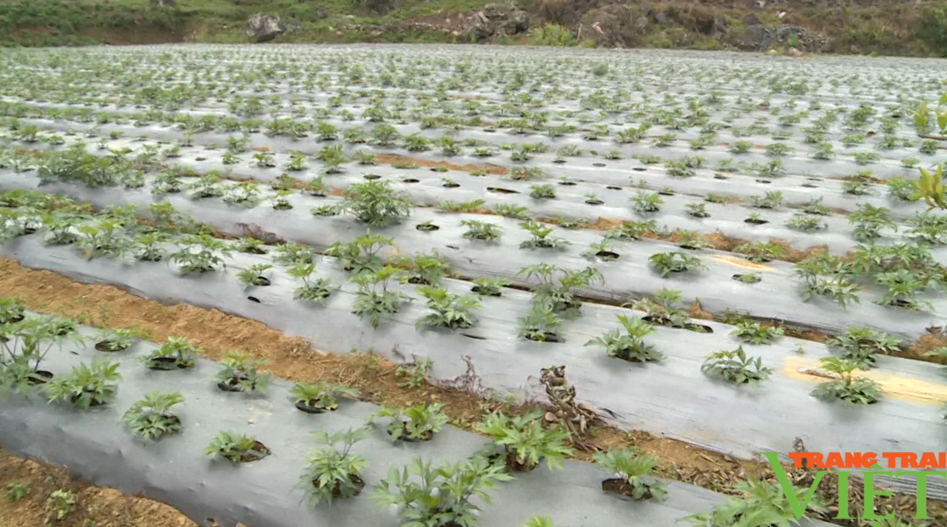 Giải pháp để người dân vùng cao Lai Châu phát triển kinh tế - Ảnh 4. Giải pháp để người dân vùng cao Lai Châu phát triển kinh tế - Ảnh 4.