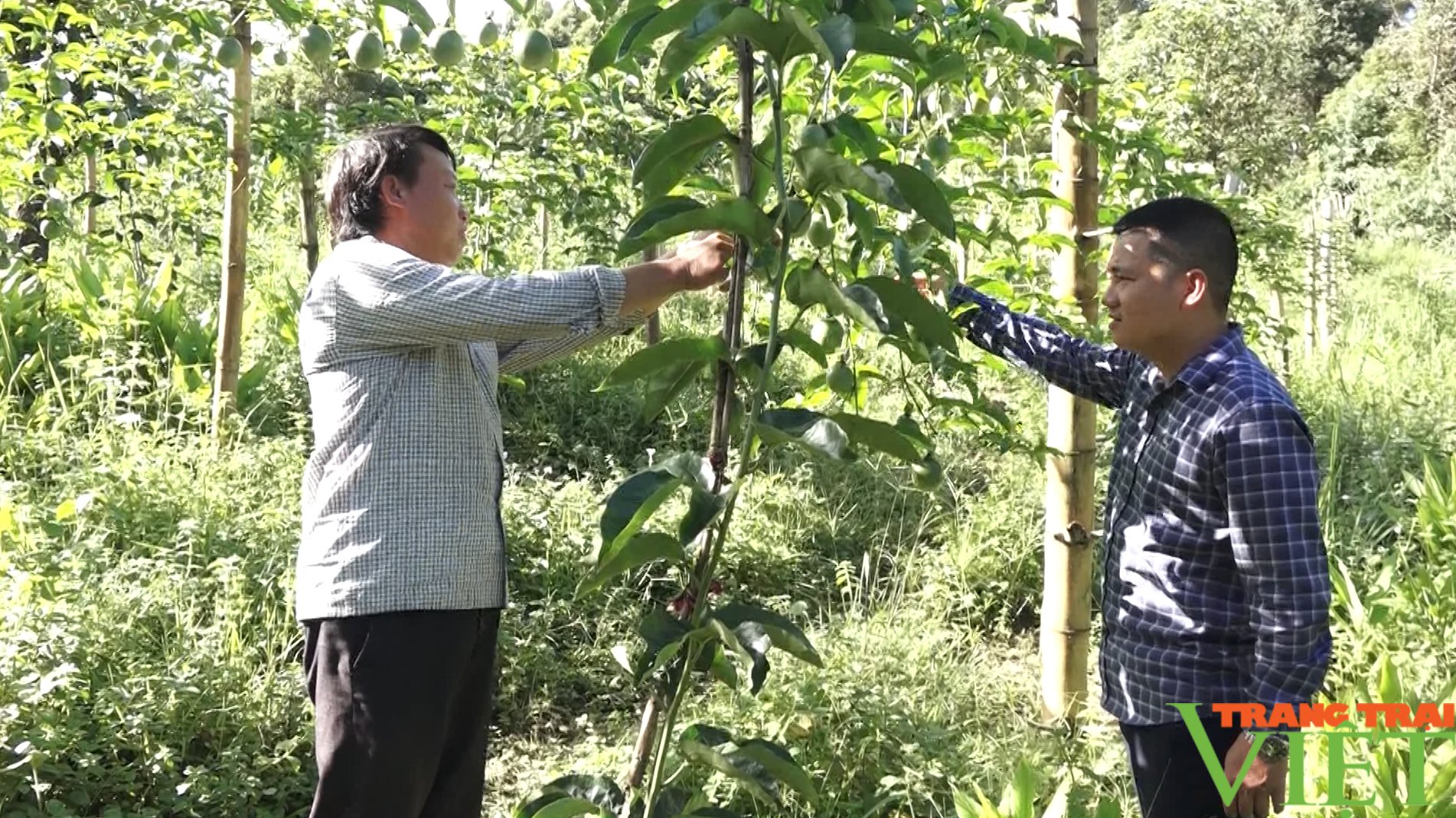 Giải pháp để người dân vùng cao Lai Châu phát triển kinh tế - Ảnh 3. Giải pháp để người dân vùng cao Lai Châu phát triển kinh tế - Ảnh 3.