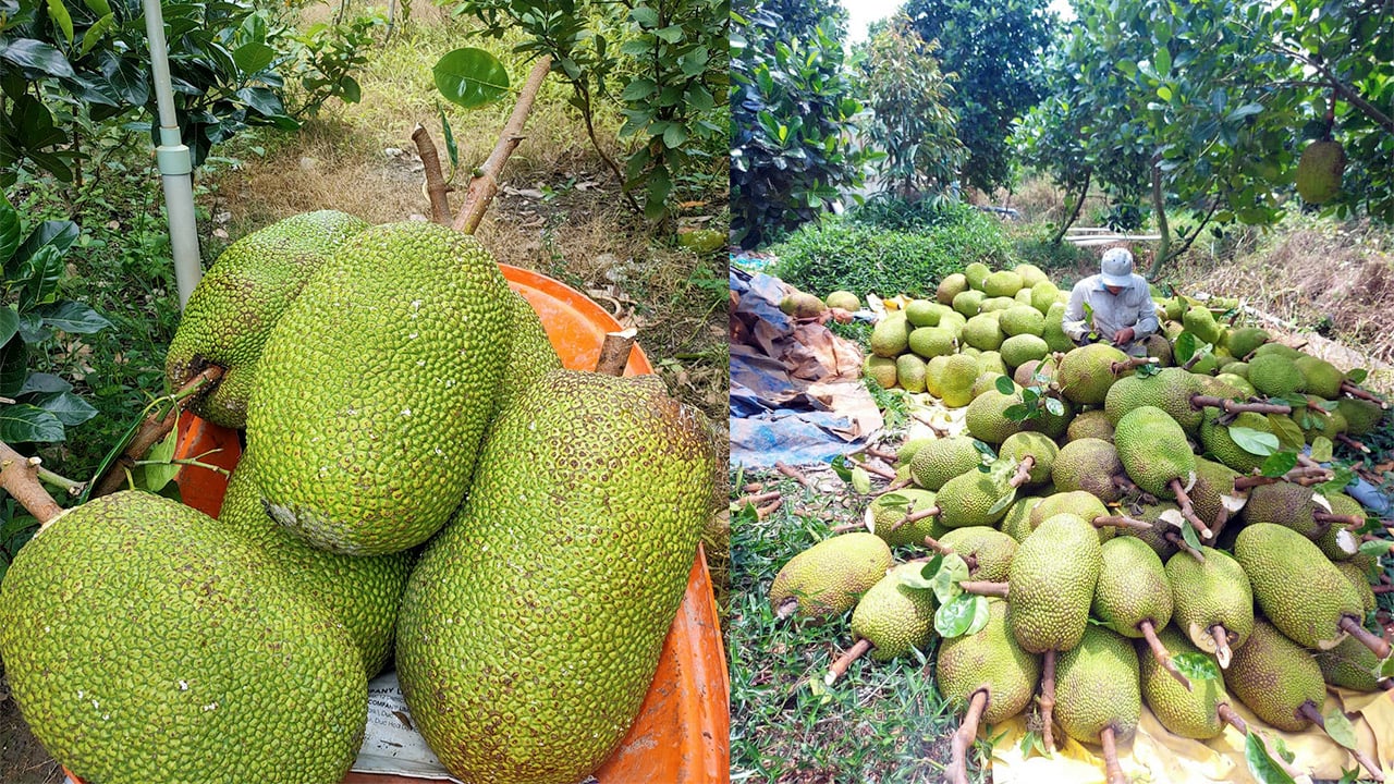 Giá mít Thái hôm nay 7/10: Giảm mạnh 4.000 đồng/kg, nguyên nhân giá mít Thái giảm mạnh do đâu? - Ảnh 1.