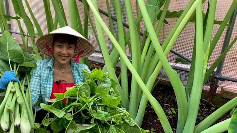 Loại cây dại vứt đâu mọc đấy ở các làng quê Việt Nam, xưa cho chẳng ai lấy nay hóa “mỏ vàng” - Ảnh 10.