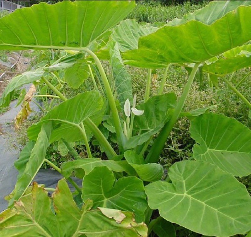Loại cây dại vứt đâu mọc đấy ở các làng quê Việt Nam, xưa cho chẳng ai lấy nay hóa “mỏ vàng” - Ảnh 3.