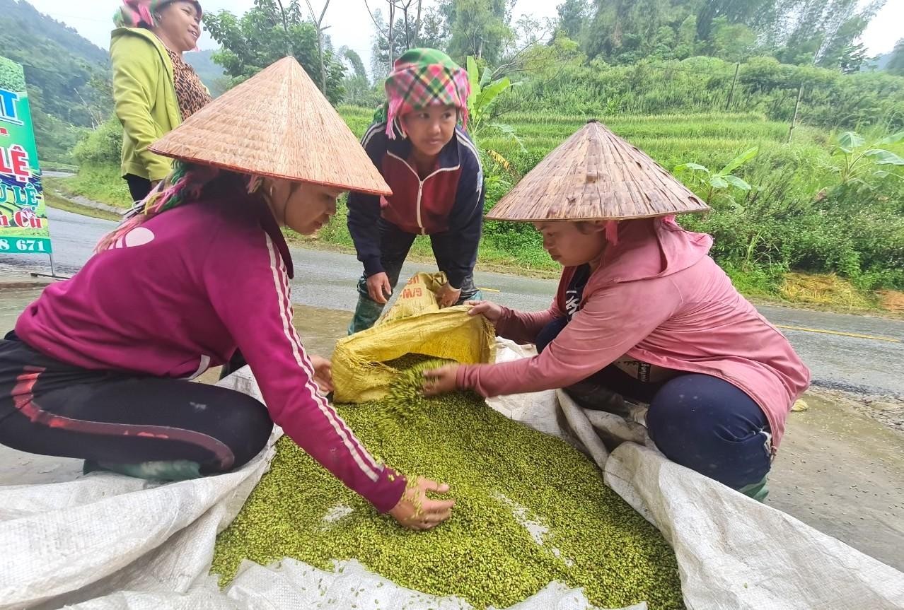 Cốm Tú Lệ, cực phẩm của đất trời - Ảnh 9.