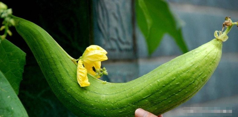 Loại quả chợ nào ở Việt Nam cũng có, bán rất rẻ là &quot;nhân sâm&quot; của người nghèo, ăn vào bổ não - Ảnh 5.