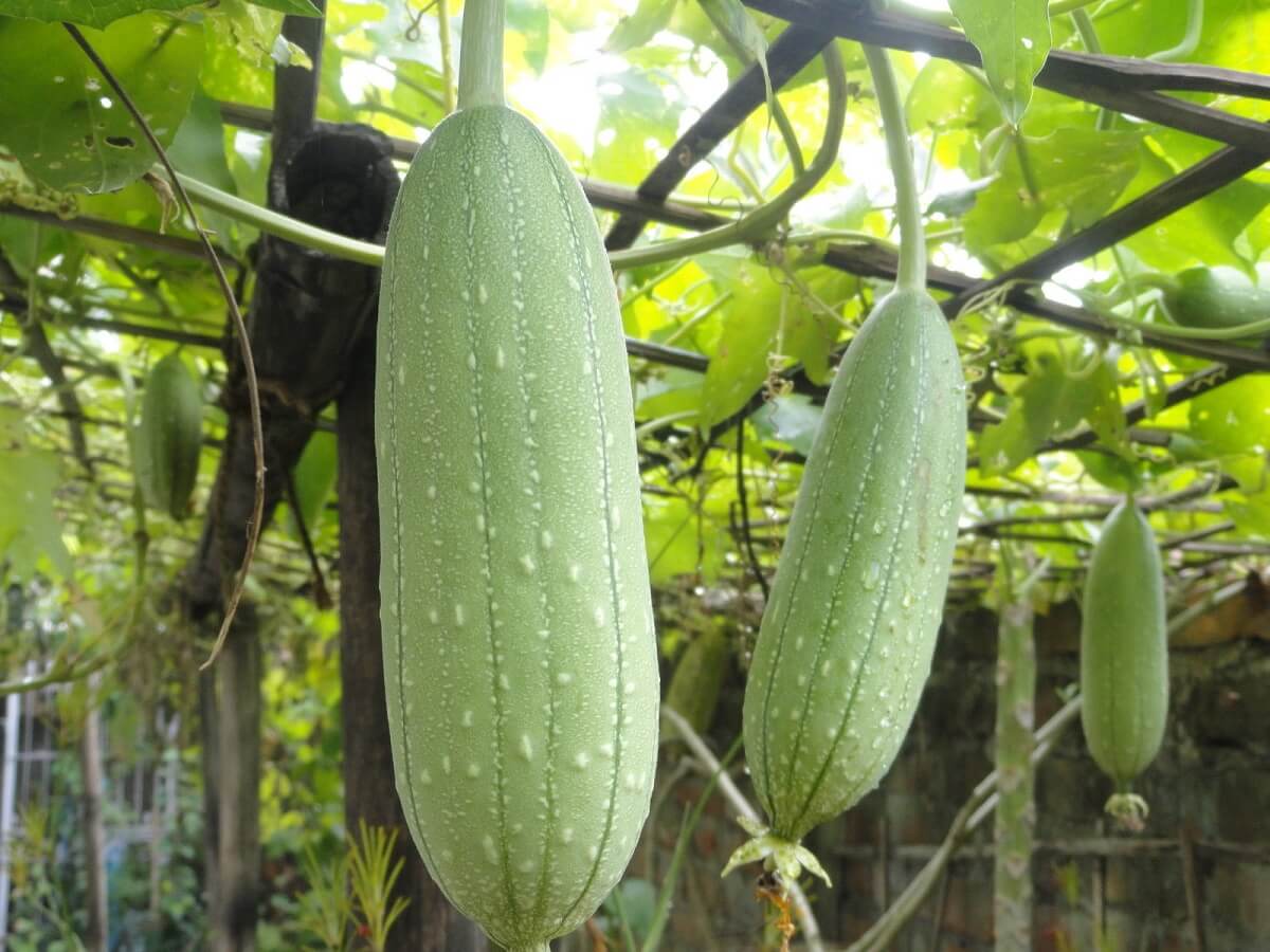 Loại quả chợ nào ở Việt Nam cũng có, bán rất rẻ là &quot;nhân sâm&quot; của người nghèo, ăn vào bổ não - Ảnh 2.