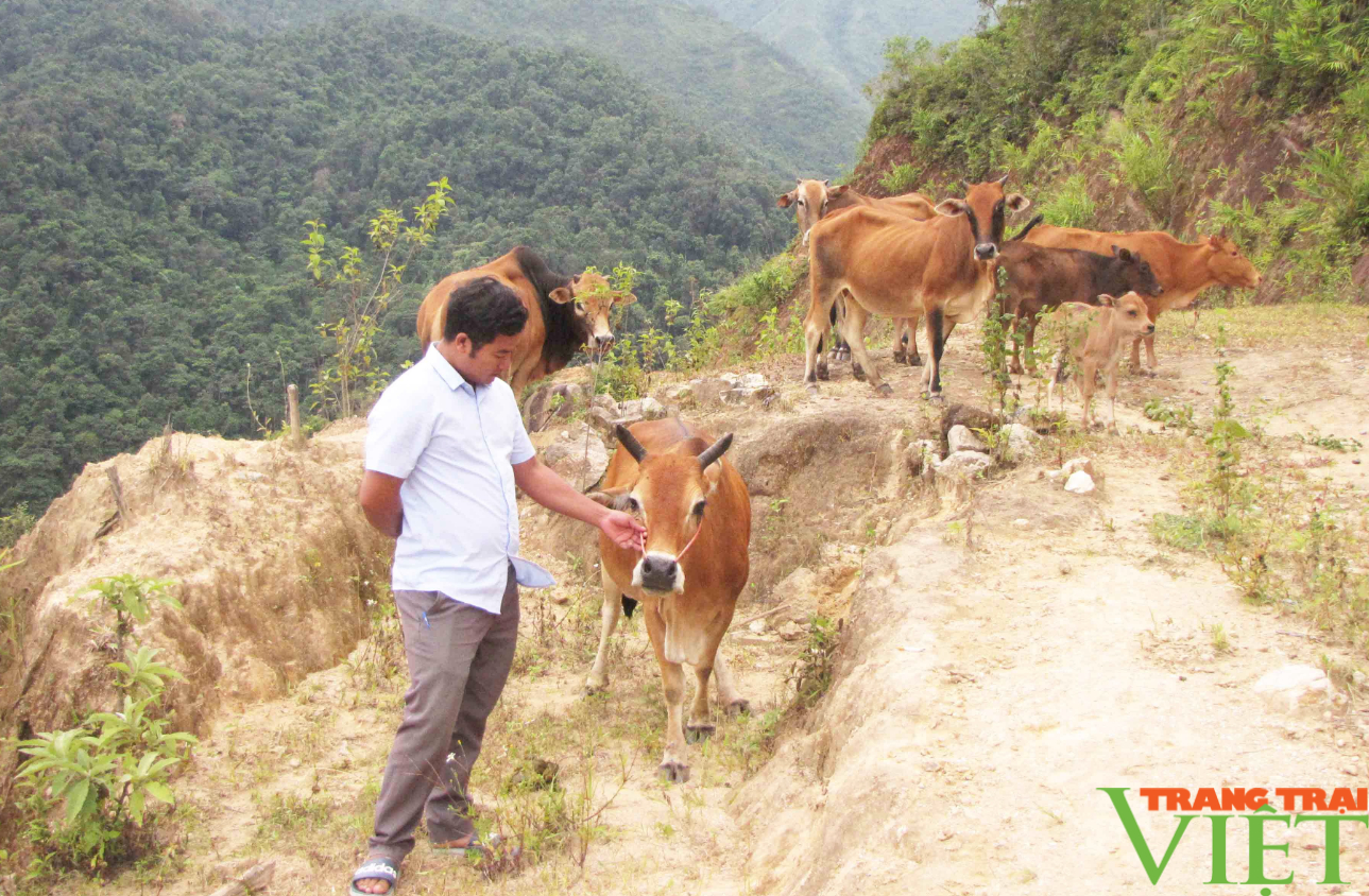 Nguồn lợi để người dân Lai Châu bảo vệ rừng - Ảnh 2. Nguồn lợi để người dân Lai Châu bảo vệ rừng - Ảnh 2.
