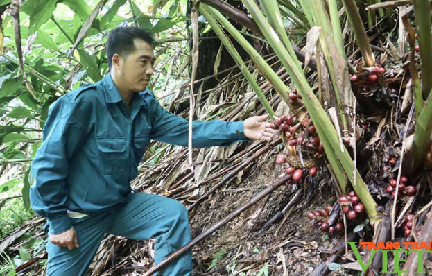 Nguồn lợi để người dân Lai Châu bảo vệ rừng - Ảnh 3. Nguồn lợi để người dân Lai Châu bảo vệ rừng - Ảnh 3.