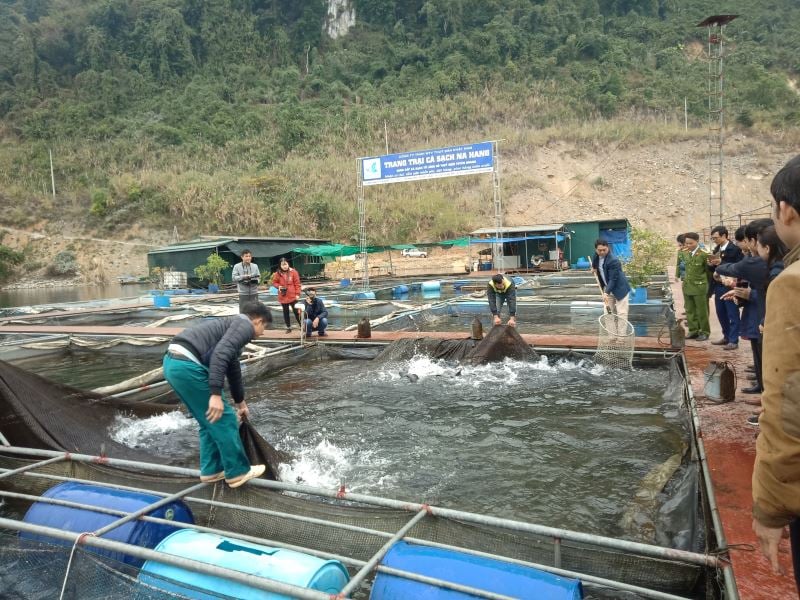 Nuôi toàn cá đặc sản, quý hiếm trên lòng hồ Na Hang, bắt lên thương lái, doanh nghiệp đều muốn mua - Ảnh 3.