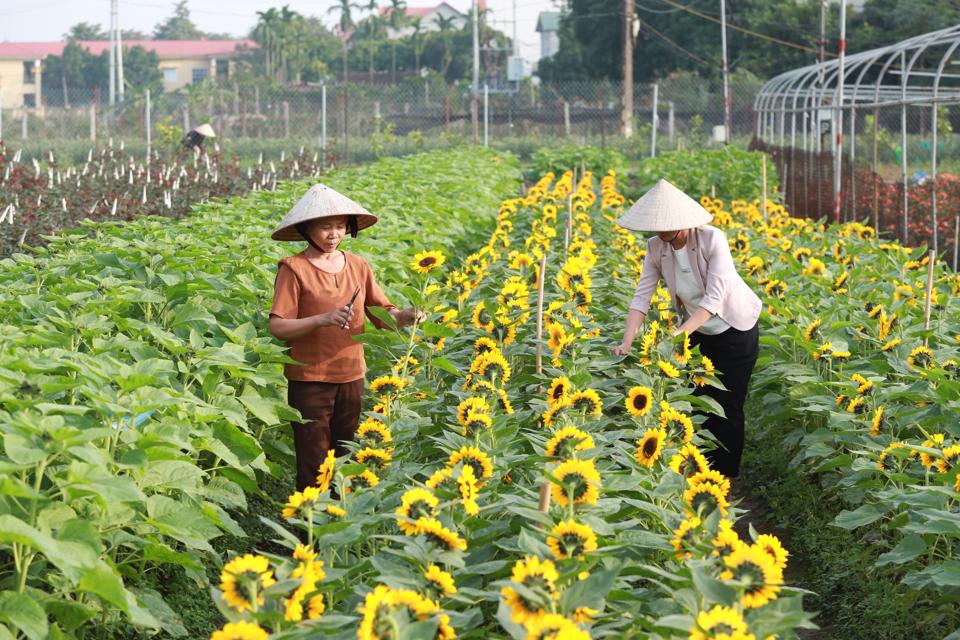 Người dân mong sớm hiện thực hóa quy hoạch phân khu hai bên sông Hồng - Ảnh 5.