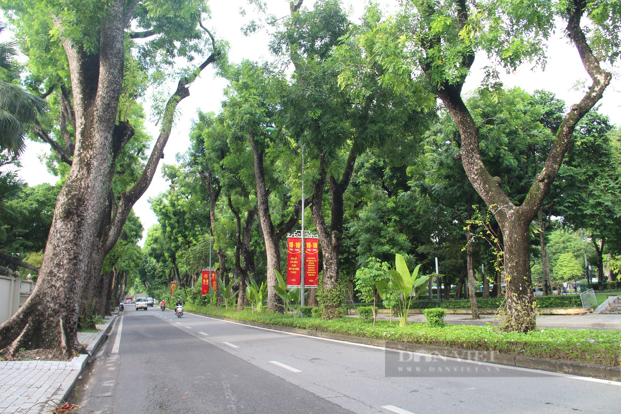 Ngỡ ngàng trước hình ảnh con phố rợp bóng cây xanh, &quot;lãng mạn nhất Hà Nội&quot; - Ảnh 3.