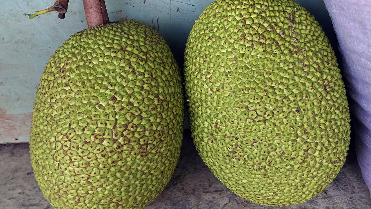 Giá mít Thái hôm nay 9/10: Vựa mít Thái lấy khó, chỉ ưu tiên trái tròn không cong eo - Ảnh 1.