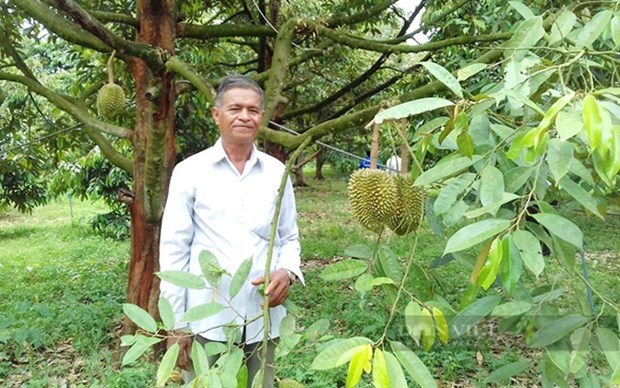 Trồng sầu riêng thời thu tiền tỷ, cây thấp tè trái quá trời, làm cách này, nông dân Bình Phước càng lãi - Ảnh 1.