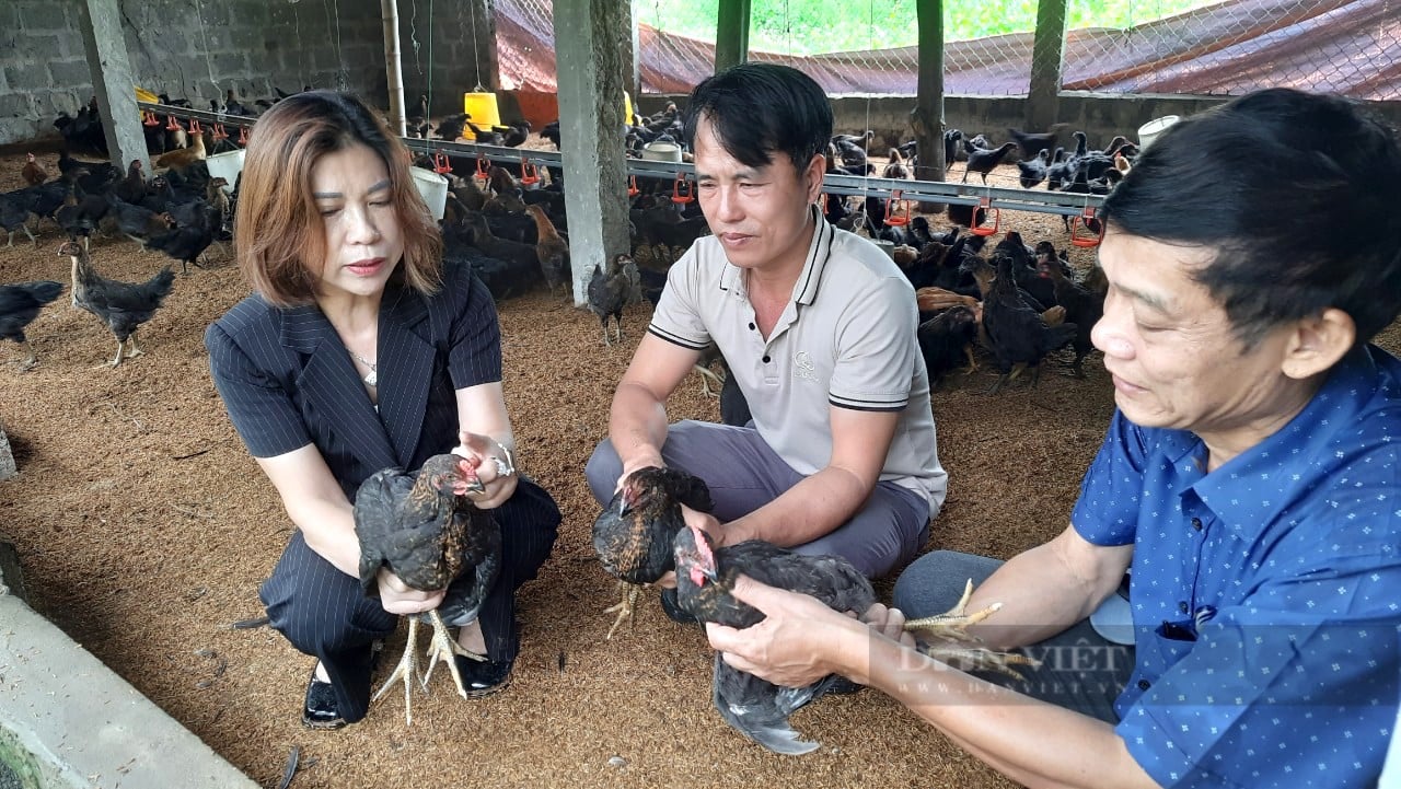 Nuôi gà Cùa, anh nông dân bỏ túi gần 100 triệu đồng mỗi năm - Ảnh 5.