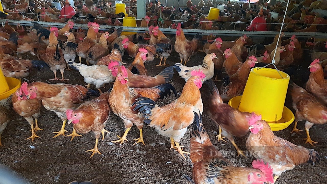 Nuôi gà Cùa, anh nông dân bỏ túi gần 100 triệu đồng mỗi năm - Ảnh 2.