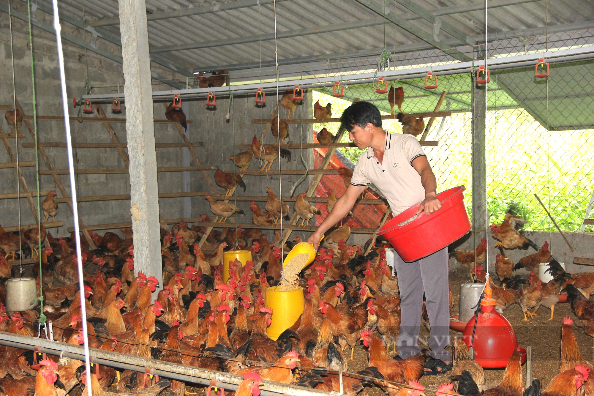 Nuôi gà Cùa, anh nông dân bỏ túi gần 100 triệu đồng mỗi năm - Ảnh 1.