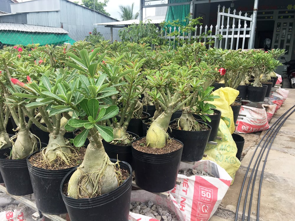 Đây là thứ cây cảnh đang hót mang tài lộc về cho gia đình anh nông dân An Giang - Ảnh 4.