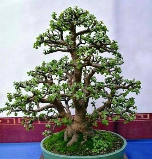 4 cây cảnh &quot;bất tử&quot; mang điềm lành, sức sống mãnh liệt, trồng một chậu rước phúc lộc đầy nhà - Ảnh 5.