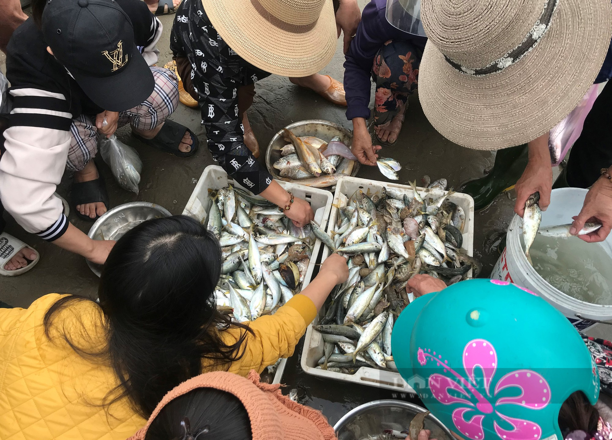 Ở Nghệ An có một nơi hải sản thuộc hàng cực phẩm được bán theo mớ, khách ra tận bãi biển tranh nhau mua - Ảnh 7.