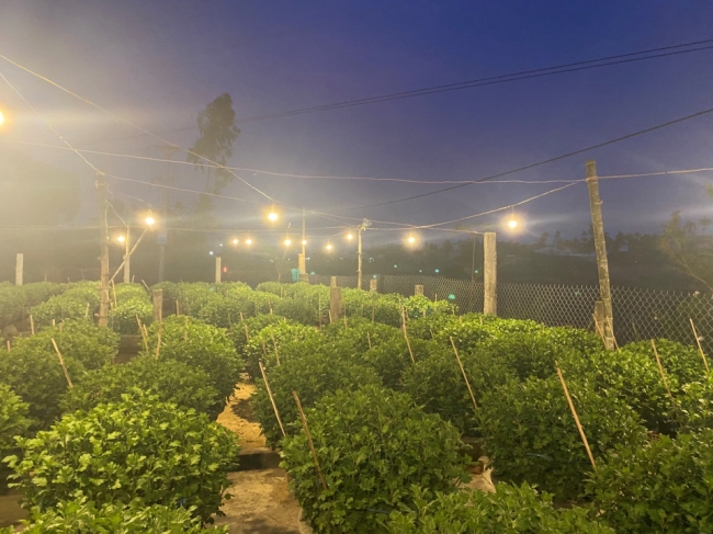 Ban đêm ở nơi này của Quảng Ngãi sáng bất ngờ, nông dân đang tất bật làm điều này để kiếm tiền Tết - Ảnh 2.