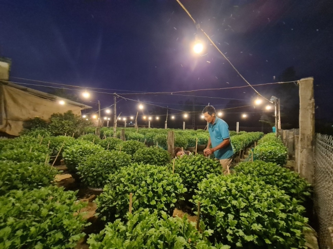 Ban đêm ở nơi này của Quảng Ngãi sáng bất ngờ, nông dân đang tất bật làm điều này để kiếm tiền Tết - Ảnh 4.