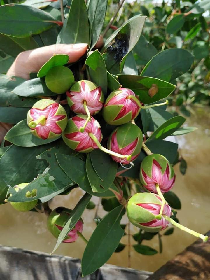 Hoa thủy liễu, đặc sản ẩm thực miền Tây - Ảnh 3.