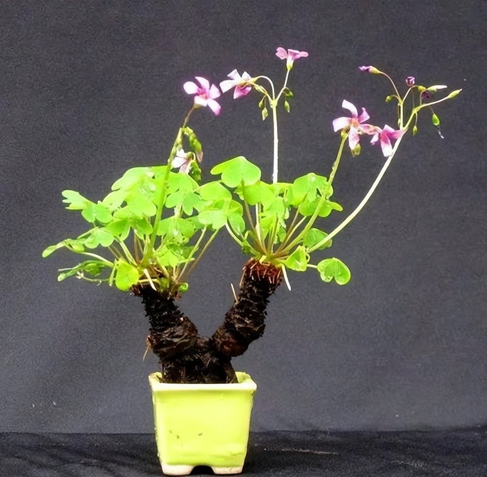 6 cây cảnh đẹp rực rỡ, phát triển nhanh nhưng &quot;bất hảo&quot;, vườn nhỏ đừng có trồng kẻo hối hận - Ảnh 11.
