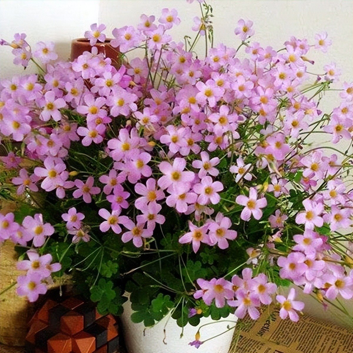 6 cây cảnh đẹp rực rỡ, phát triển nhanh nhưng &quot;bất hảo&quot;, vườn nhỏ đừng có trồng kẻo hối hận - Ảnh 12.