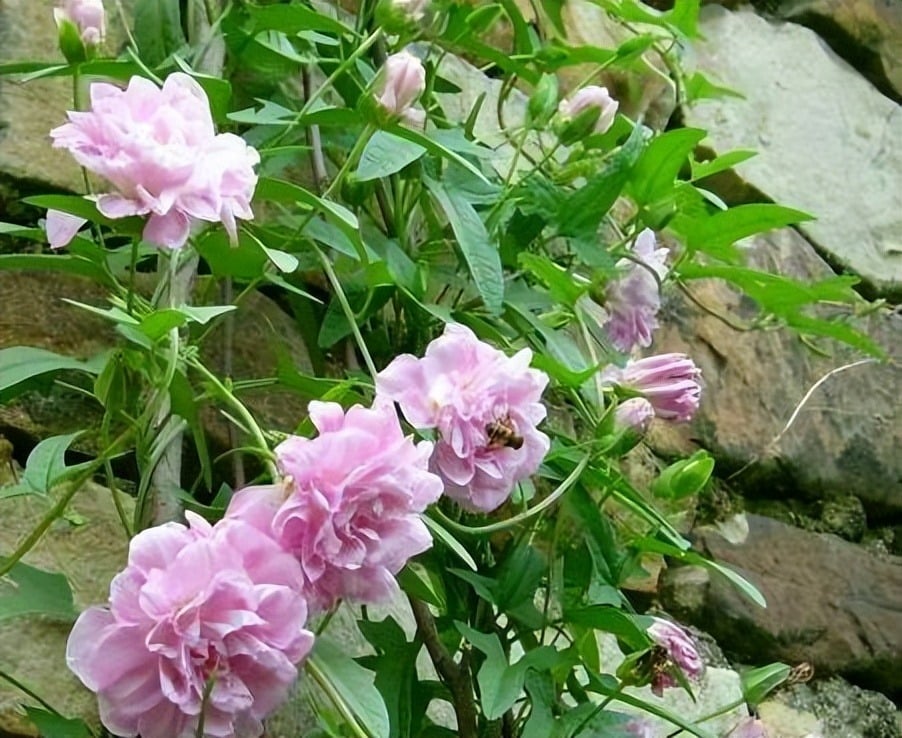 6 cây cảnh đẹp rực rỡ, phát triển nhanh nhưng &quot;bất hảo&quot;, vườn nhỏ đừng có trồng kẻo hối hận - Ảnh 10.