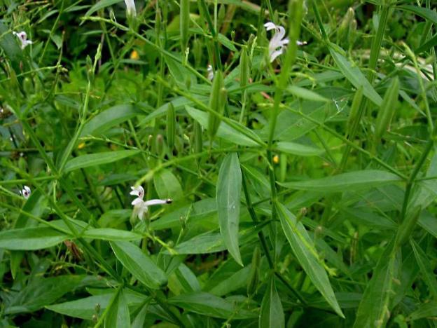 6 bài thuốc giải độc, tiêu viêm từ xuyên tâm liên - Ảnh 1.