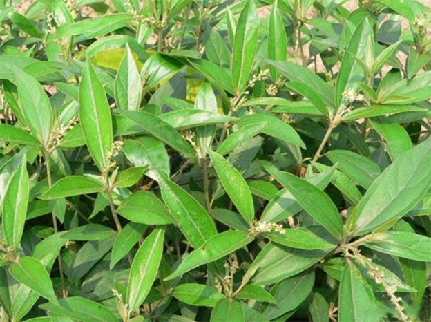 6 bài thuốc giải độc, tiêu viêm từ xuyên tâm liên - Ảnh 2.